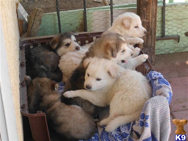 Alaskan Malamute Puppies