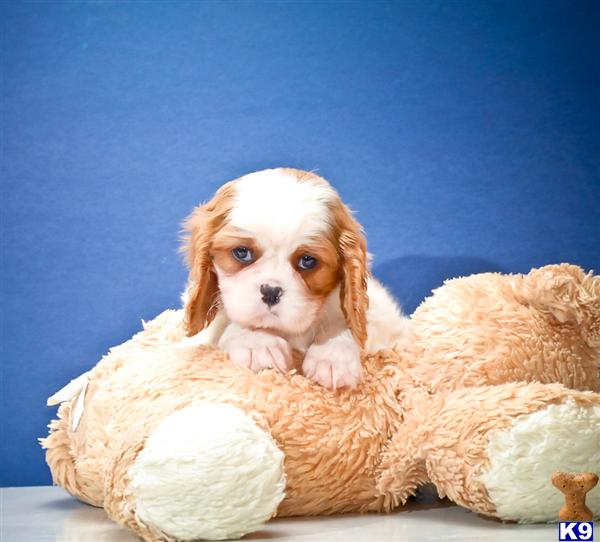 Puppies in OH