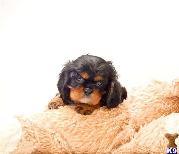 Cavalier King Charles Spaniel Puppies