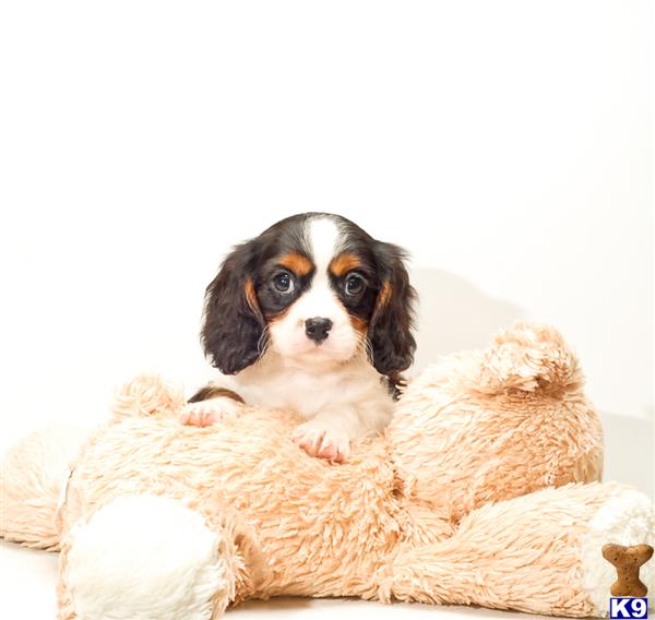 Cavalier King Charles Spaniel Puppies