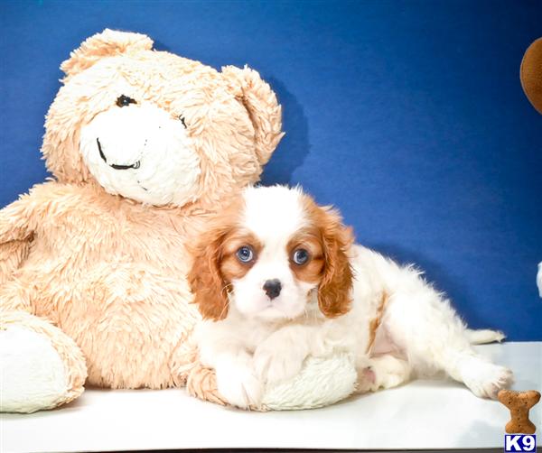 Cavalier King Charles Spaniel Puppies