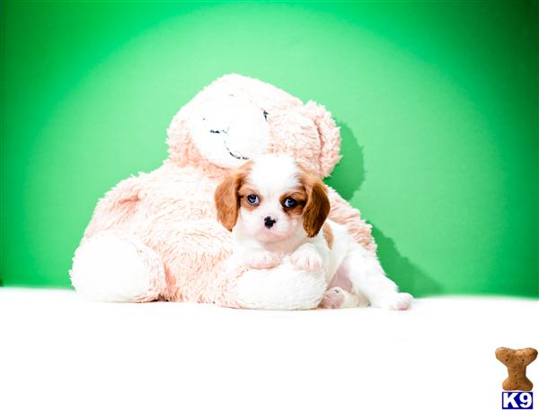 Cavalier King Charles Spaniel Puppies in OH