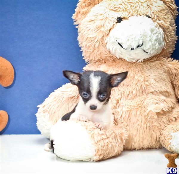 Chihuahua Puppies
