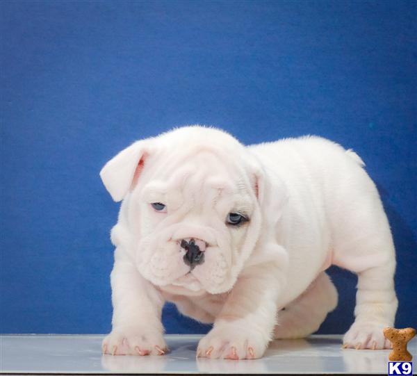 Puppies in OH