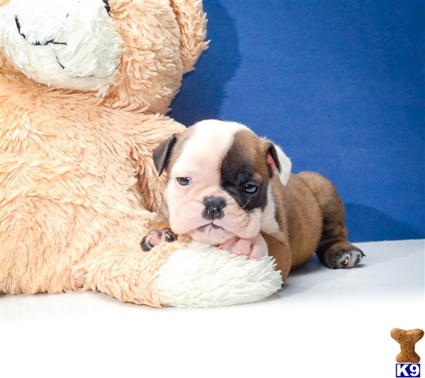 Puppies in OH