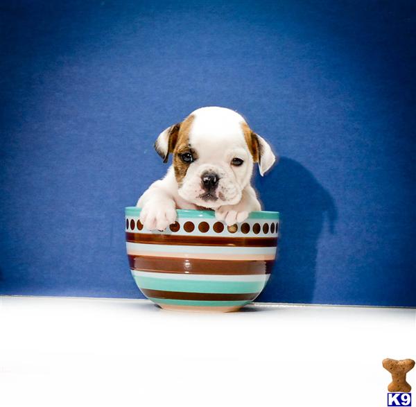 English Bulldog Puppies in OH