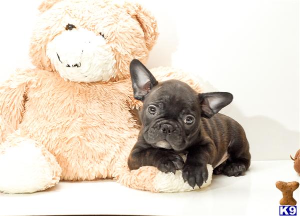 Puppies in OH