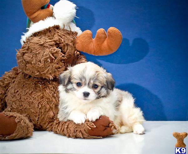 Havanese Puppies