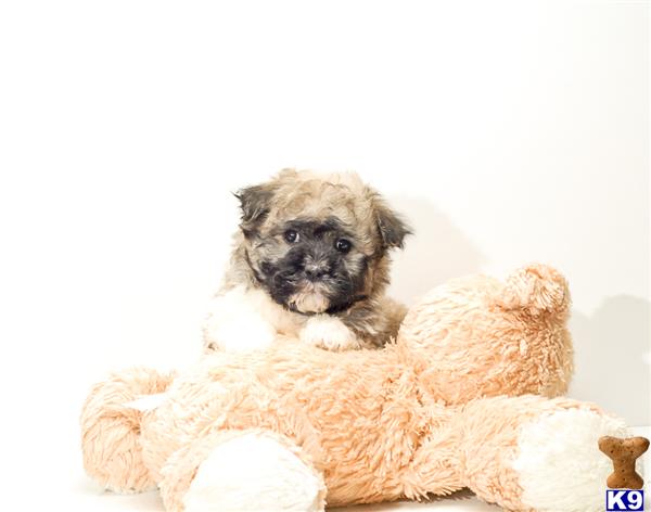 Havanese Puppies