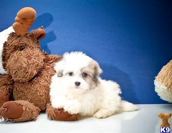 Havanese Puppies