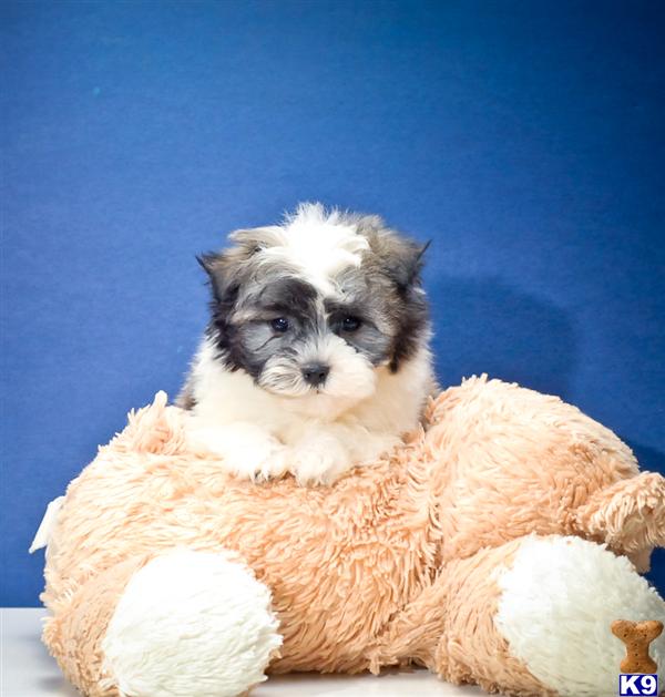 Havanese Puppies