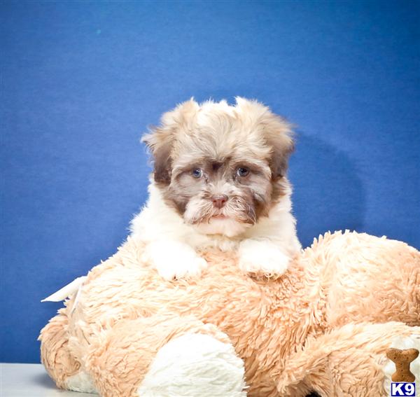 Havanese Puppies