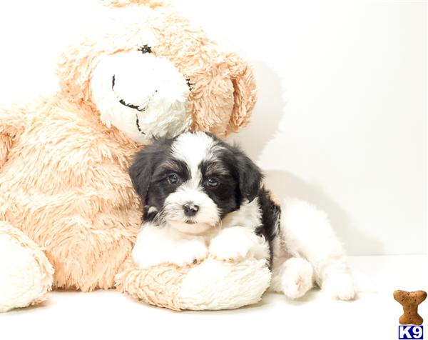 Havanese Puppies