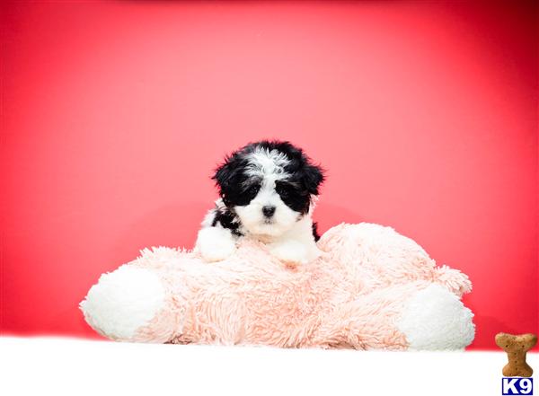 havanese breeders in ohio document moved havanese breeders in ohio document moved