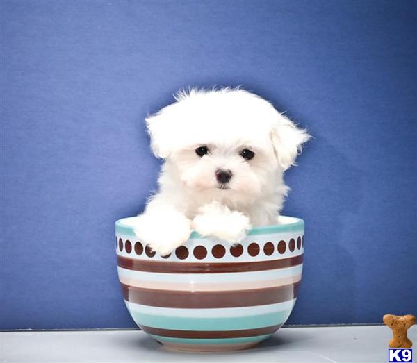 Maltese Puppies
