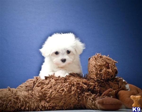 Maltese Puppies