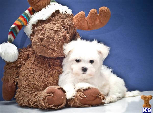 Maltese Puppies