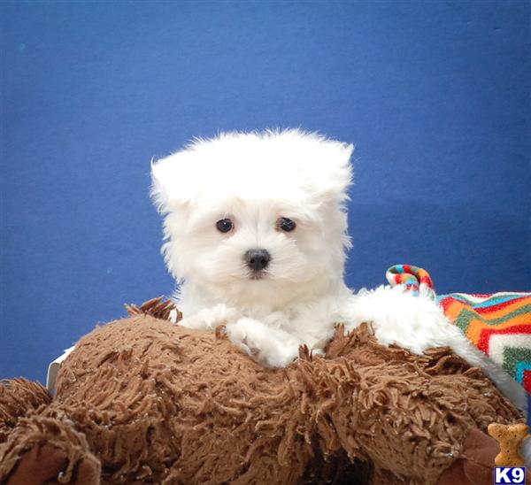 Maltese Puppies