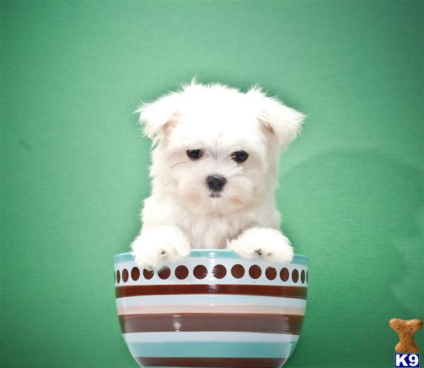 Puppies in OH