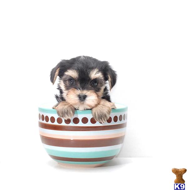 Mastiff+rottweiler+mix+puppies+for+sale