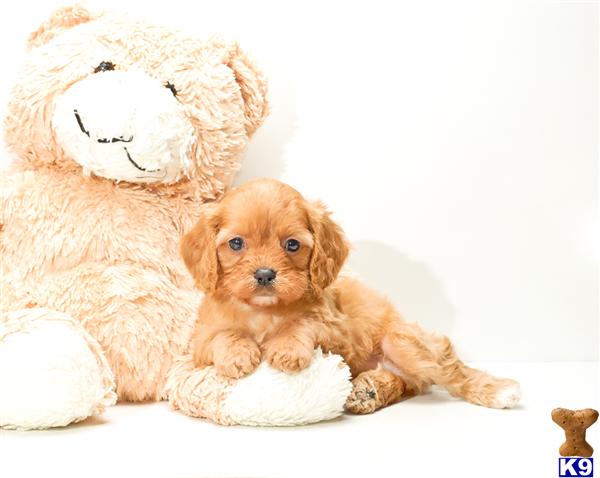 Mixed Breed Puppies