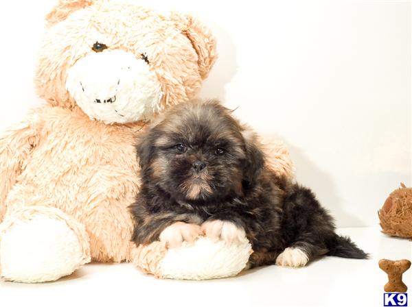 Mixed Breed Puppies