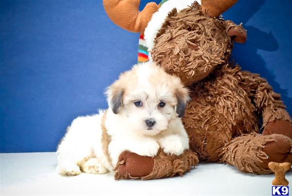 Puppies in OH