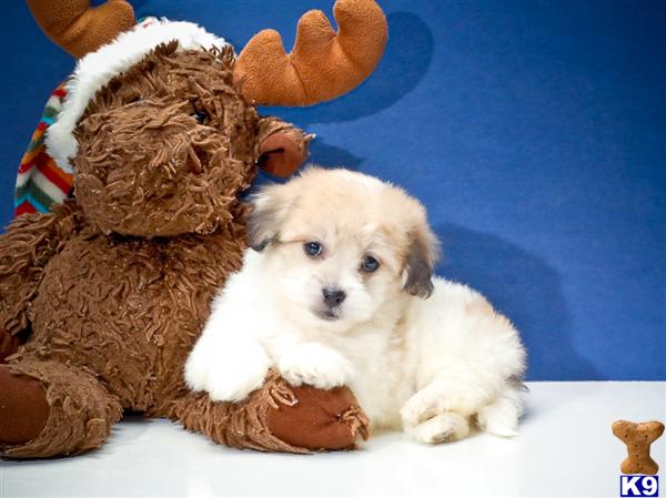 Puppies in OH