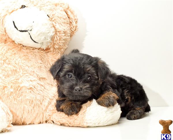 Puppies in OH
