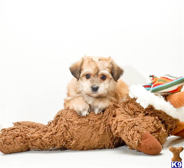 Mixed Breed Puppies