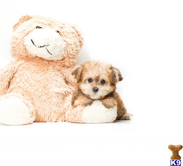 Mixed Breed Puppies
