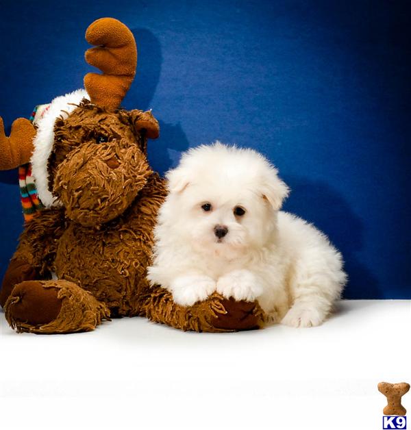 Mixed Breed Puppies