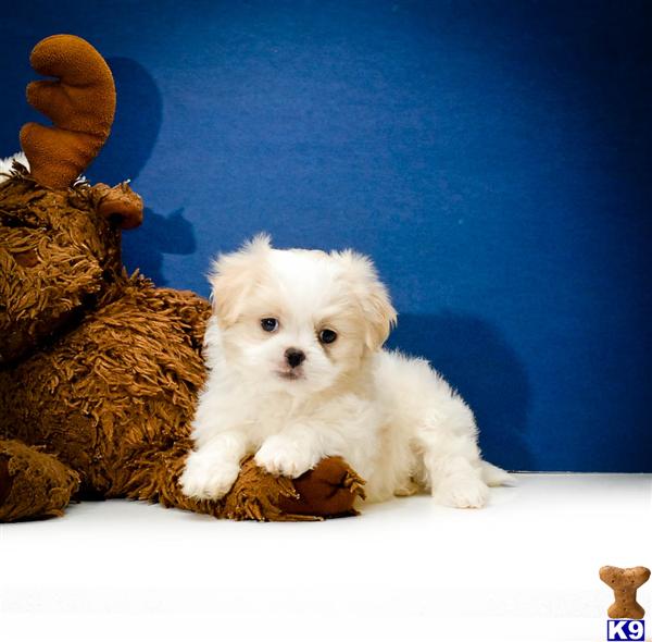 Mixed Breed Puppies