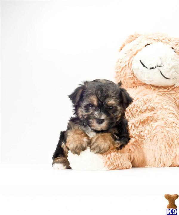 Mixed Breed Puppies