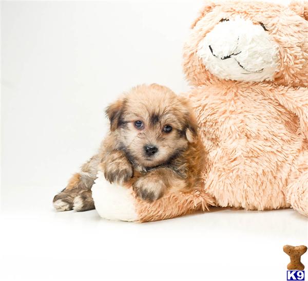 Mixed Breed Puppies