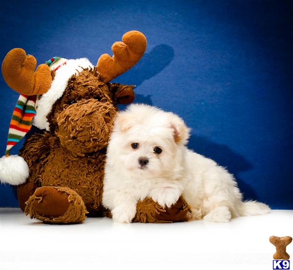 Mixed Breed Puppies