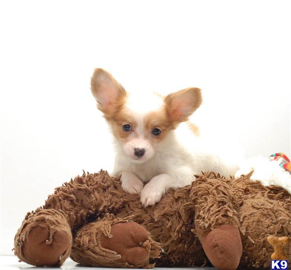 papillon puppies for sale in ohio papillon puppies for sale in ohio papillon puppies for sale in ohio papillon puppies for sale in ohio