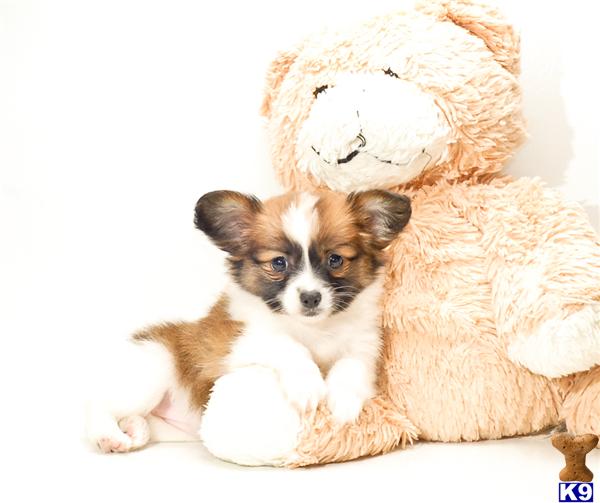 Papillon Puppies