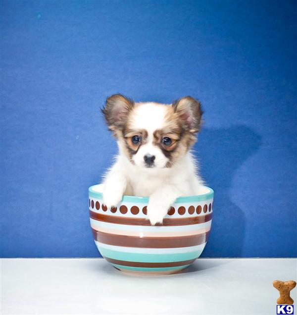 Papillon Puppies