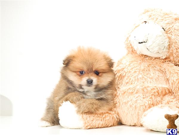 Pomeranian Puppies