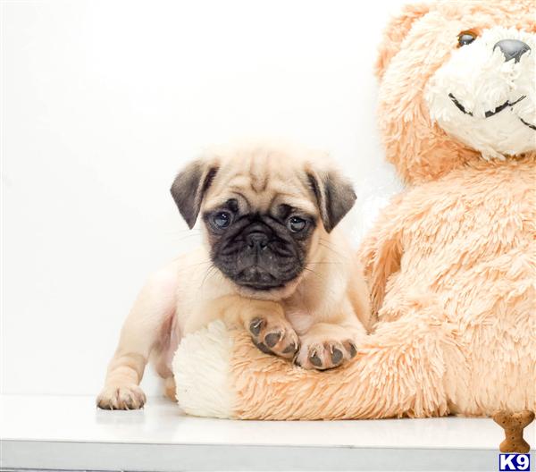 Puppy Pics Of Pugs. Pug Puppies NORM m