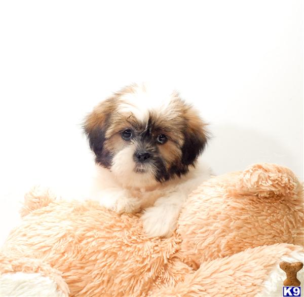 Shih+tzu+puppies+for+sale+in+ohio