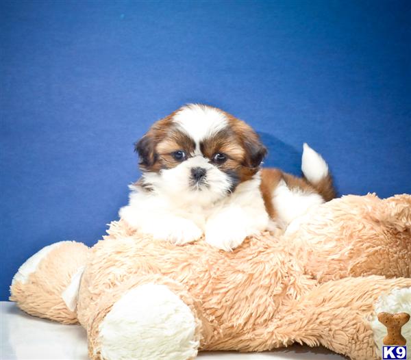 Shih Tzu Puppies