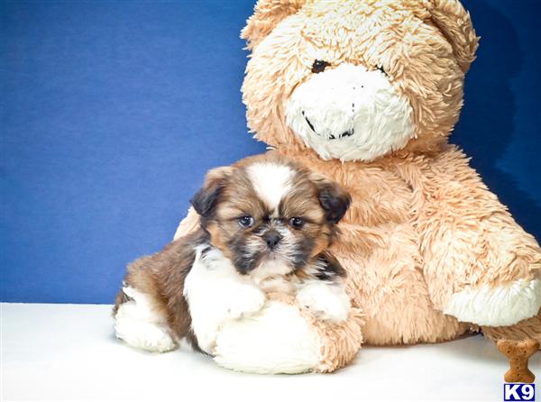 Shih Tzu Puppies