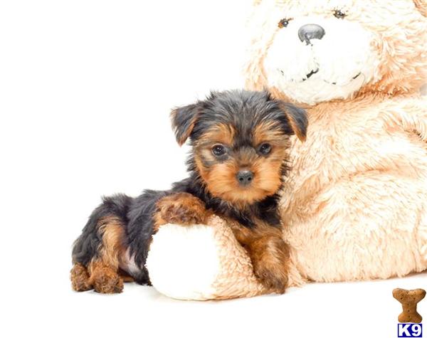 Yorkshire Terrier Puppies