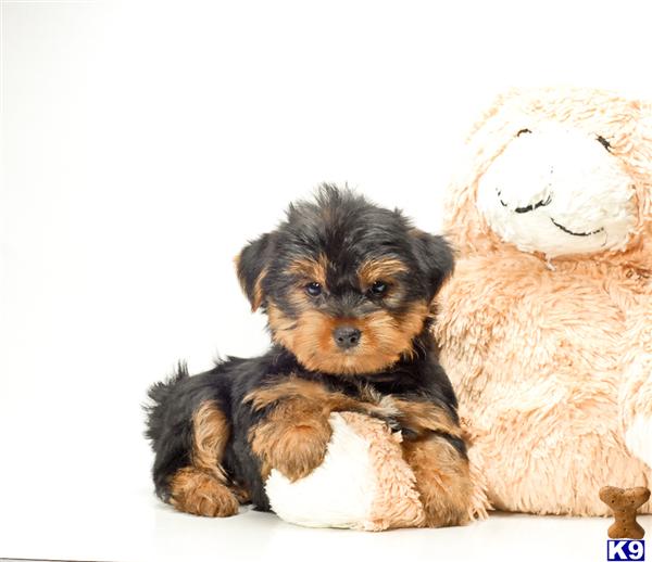 Puppies in OH