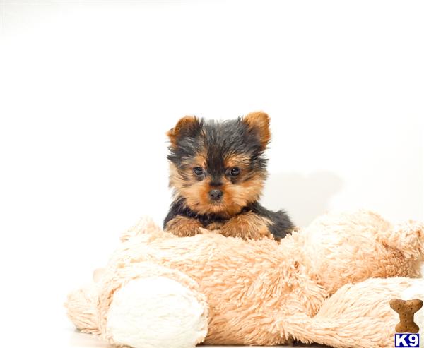 Puppies in OH