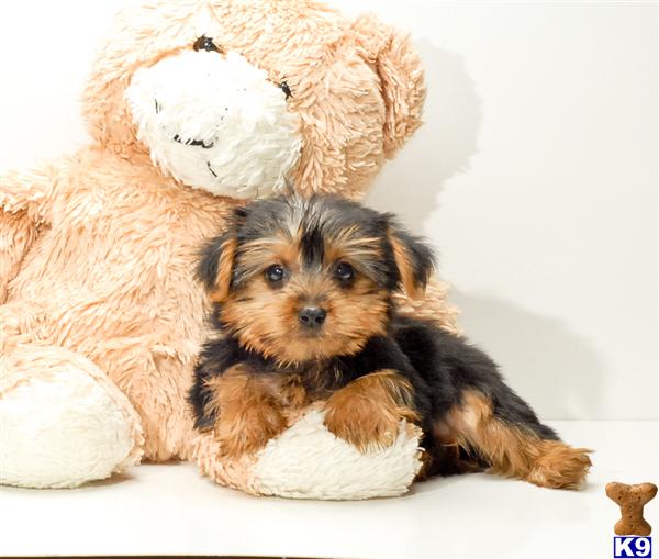 Yorkshire Terrier Puppies