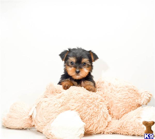 Puppies in OH