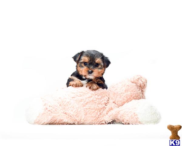 Puppies in OH